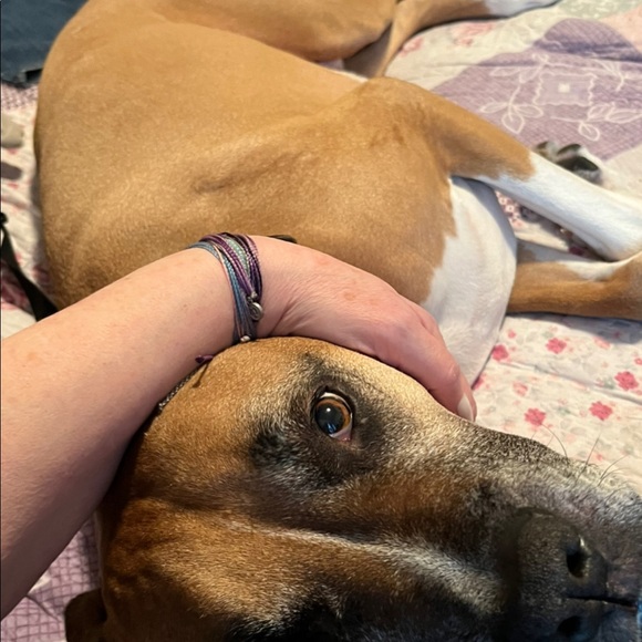 🏆⭐️🐾🐾 GOLD PAW fleece onesie. Tried on. So cute! Boxer size 24. NEVER “worn”! - Picture 2 of 3